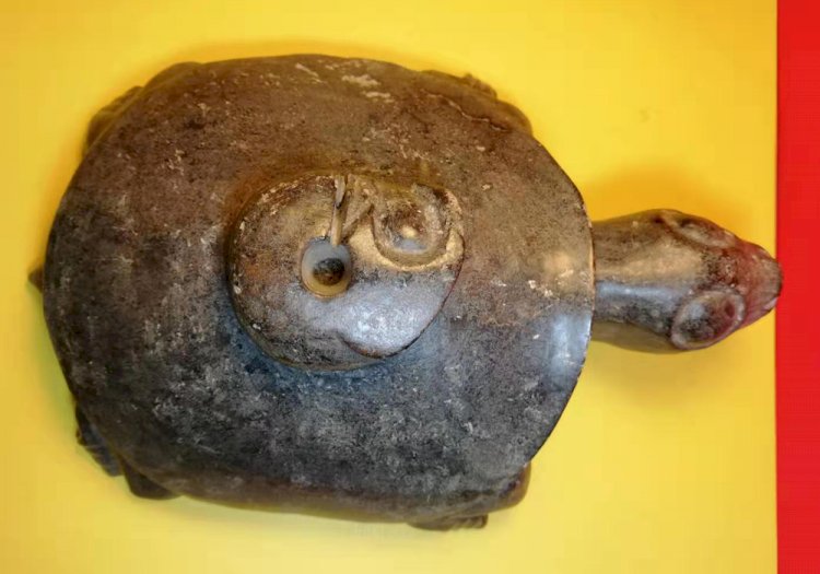 A047 紅山文化 大型玉龜背玉龍玦