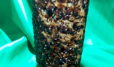 N007. 明代 玳瑁百鳥圖筆筒（皇室之寶）